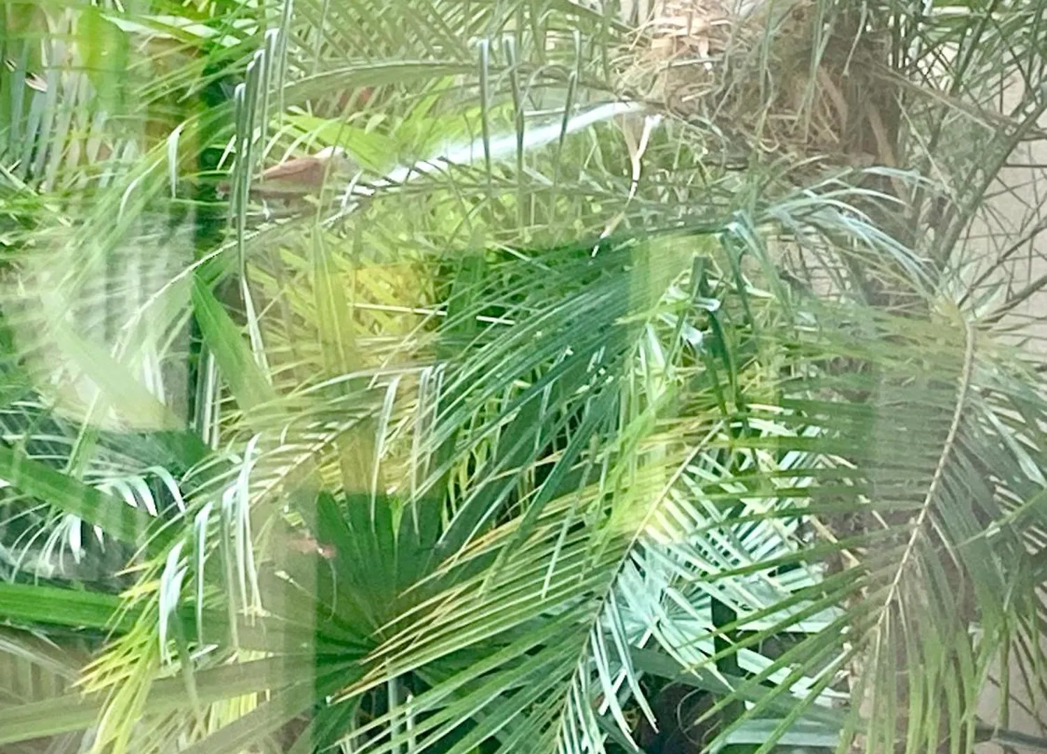 Dune 1 Villas 塞米亚克 印尼